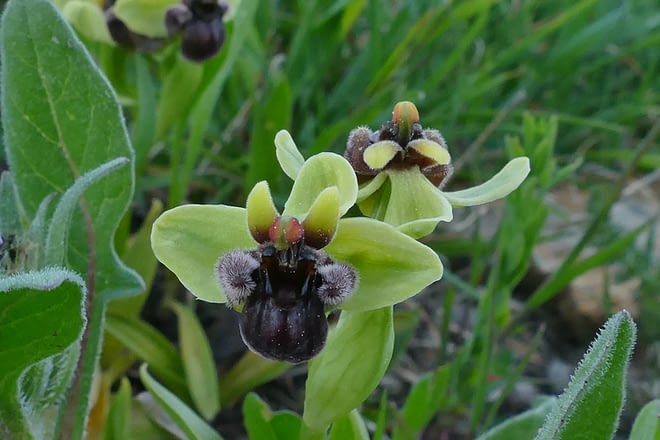 Ophrys bombyliflora en la Sierra del Hacho (Gaucín, Málaga)