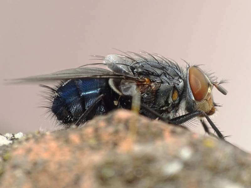  Moscarda azul (Calliphora vicina Robineau-Desvoidy, 1830)
