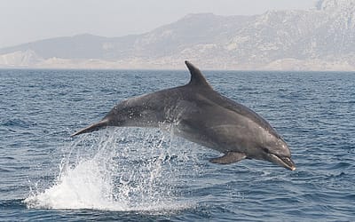 POSPUESTA Observación de Cetáceos en el Estrecho Primavera 2022