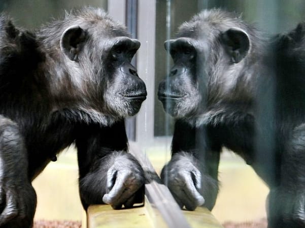 Chimpancé ante el espejo (Fuente: Spanis.China.org.cn)