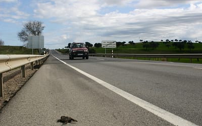 Animales atropellados en la carretera