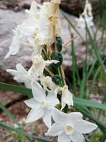 Narcissus papyraceus – Enero