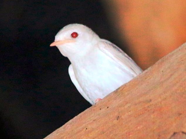 Golondrina común albina