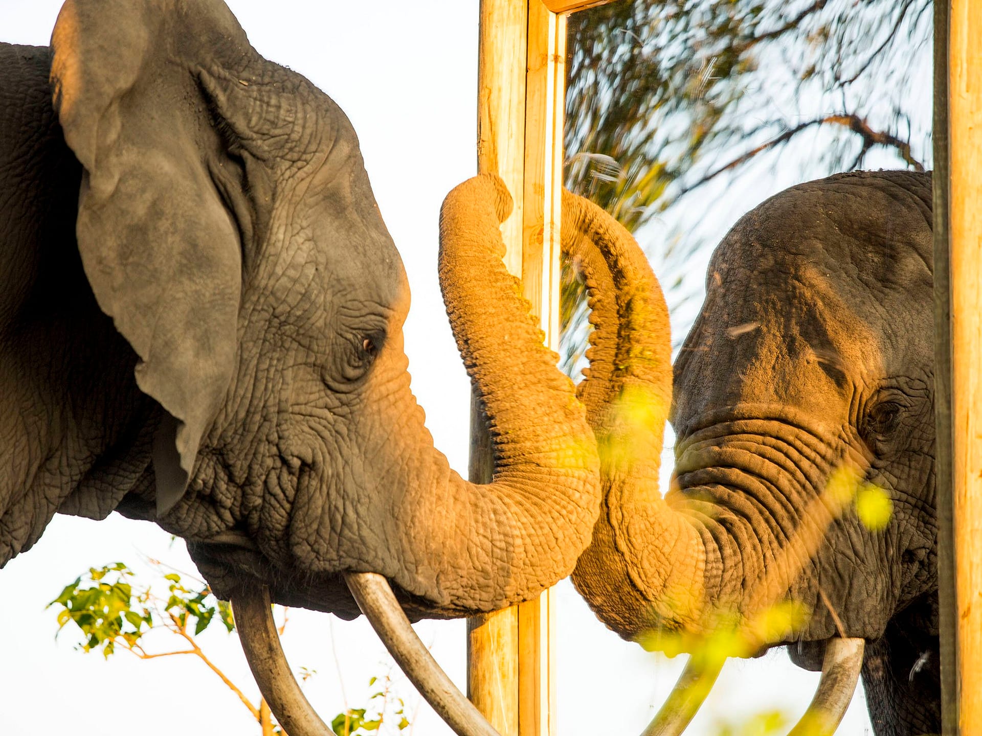 Elefante asiático frente al espejo (Fuente: @NatGeoEspaña)