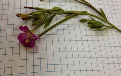 Algunas plantas estudiadas en el taller de botániza