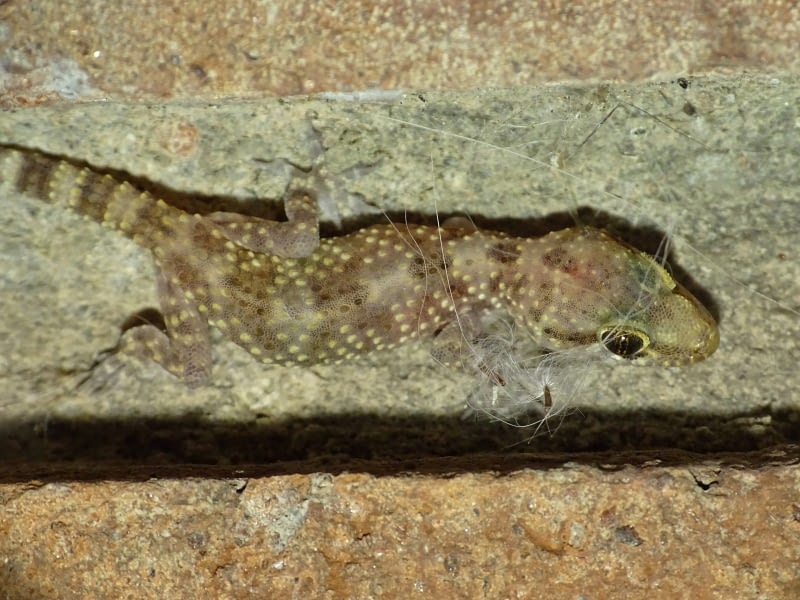 Juvenil de salamanquesa rosada (Hemidactylus turcicus (Linnaeus, 1758))