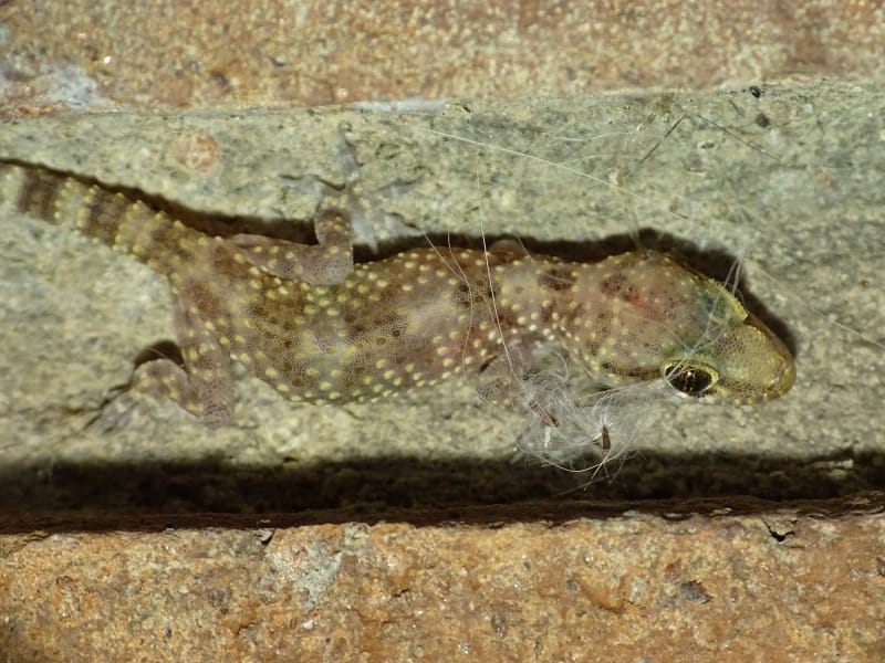 Juvenil de salamanquesa rosada (Hemidactylus turcicus (Linnaeus, 1758))
