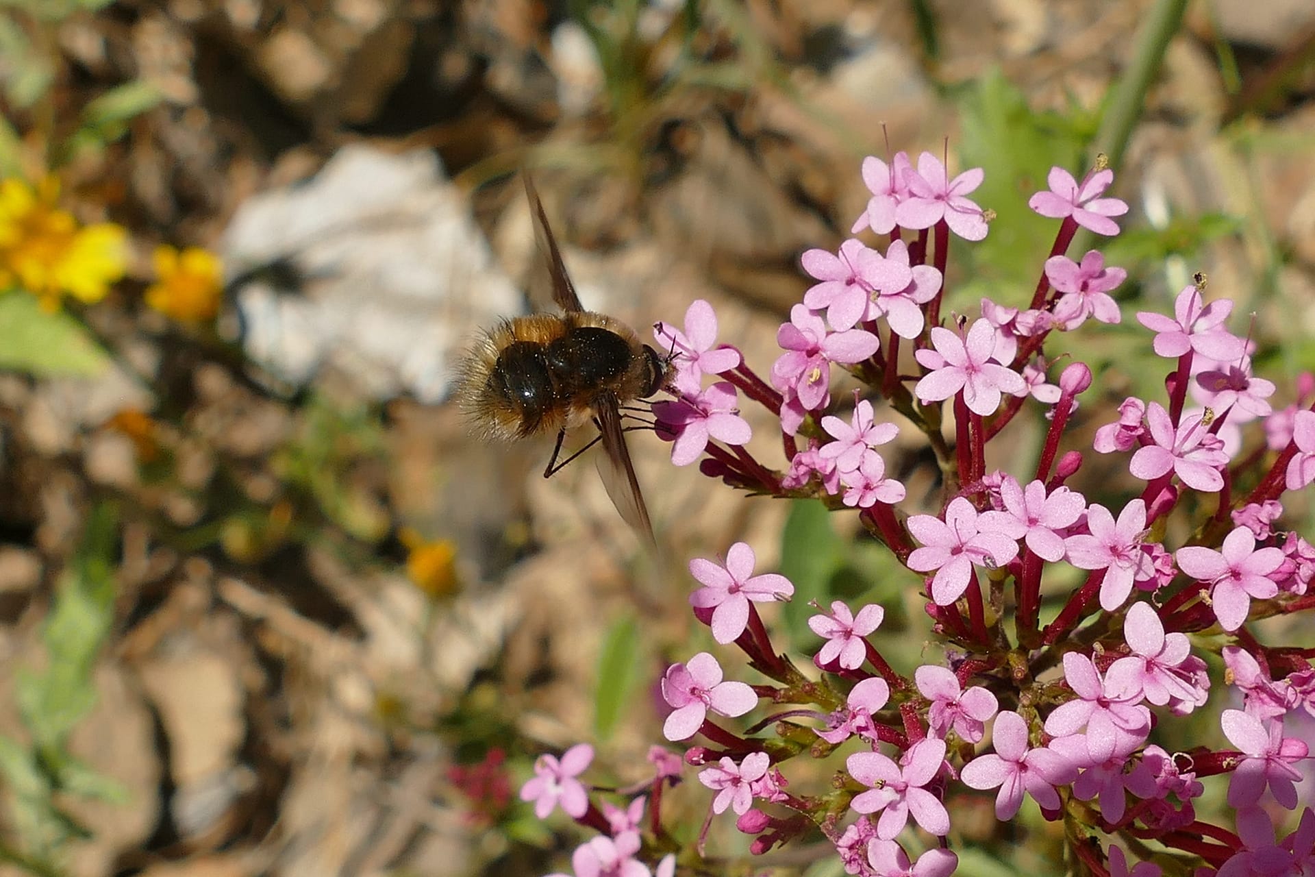 Un Bombylius spec. (Diptera: Bombyliidae) visita una flor de Centranthus macrosyphon.