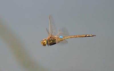 Anax ephippiger, la libélula migradora