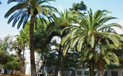 Agosto 2014: Árboles de todo el mundo en los jardines y parques de Córdoba capital.