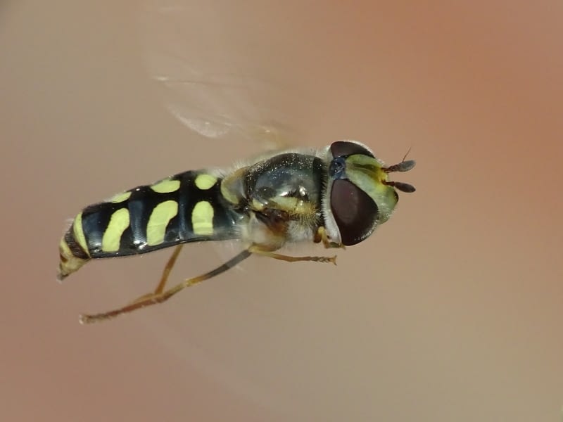 Eupeodes corollae (Fabr.) (Diptera: Syrphidae).