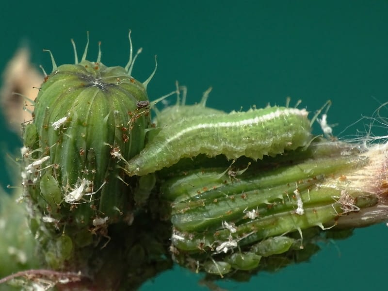 Larvas de distintas especies de sírfidos alimentándose de pulgones.