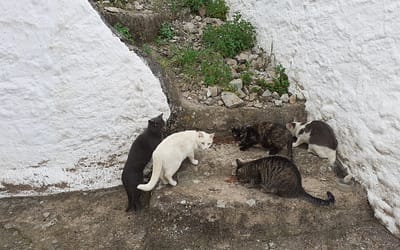 Proyecto Gatos en las calles de Benarrabá (Parte IV)