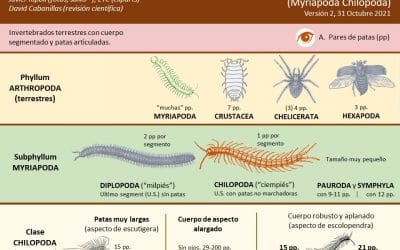 Ficha #1: Escolopendras y escutigeras ibéricas (Myriapoda Chilopoda)