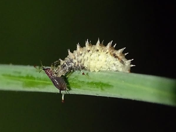 Larva depredadora