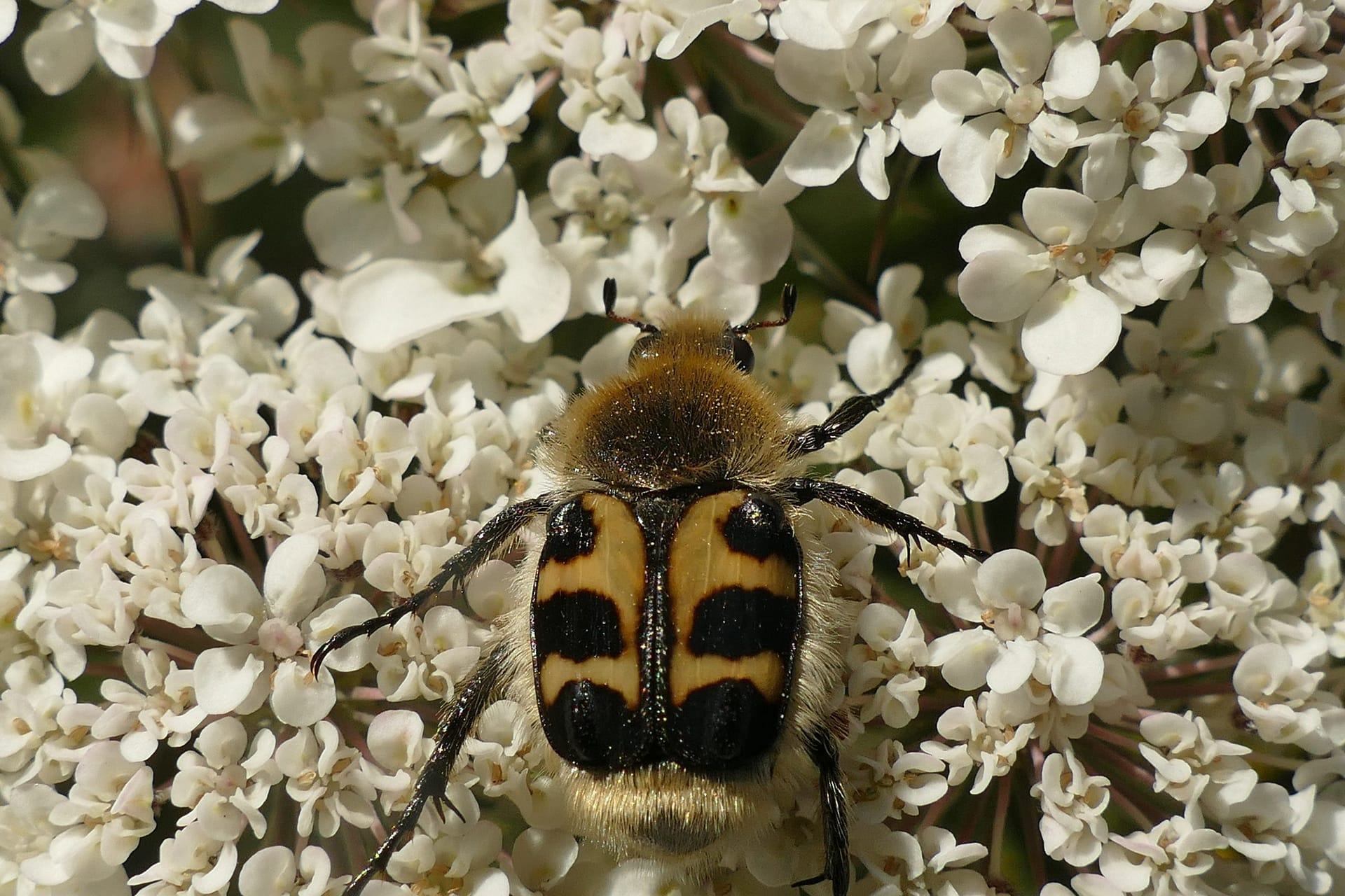 Escarabajo abeja, Trichius gallicus, sobre zanahoria salvaje, Daucus carota.