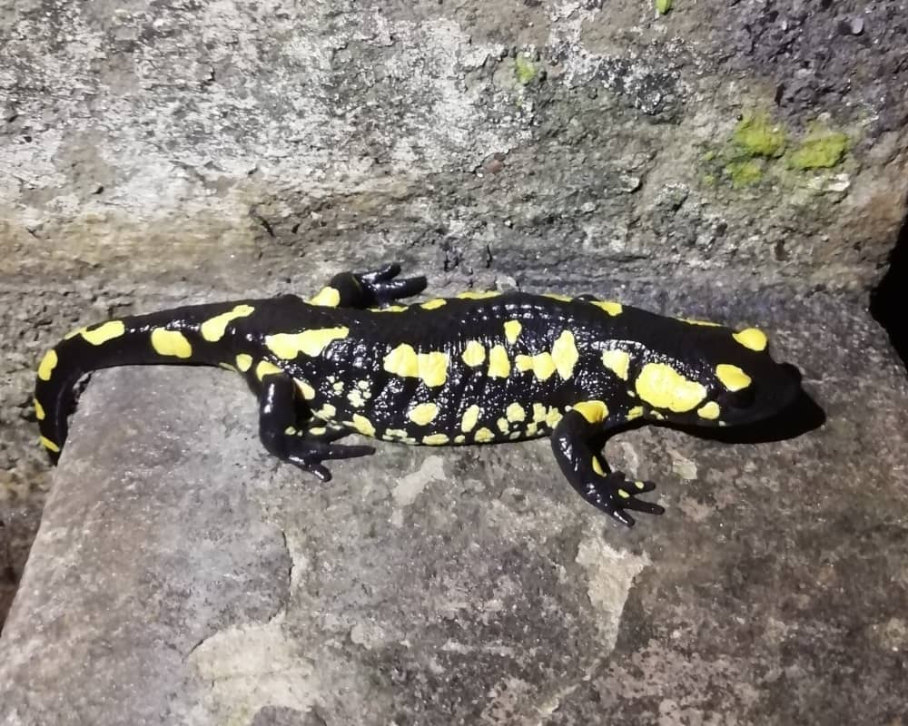 Salamandra bética (Salamandra s. longirostris)