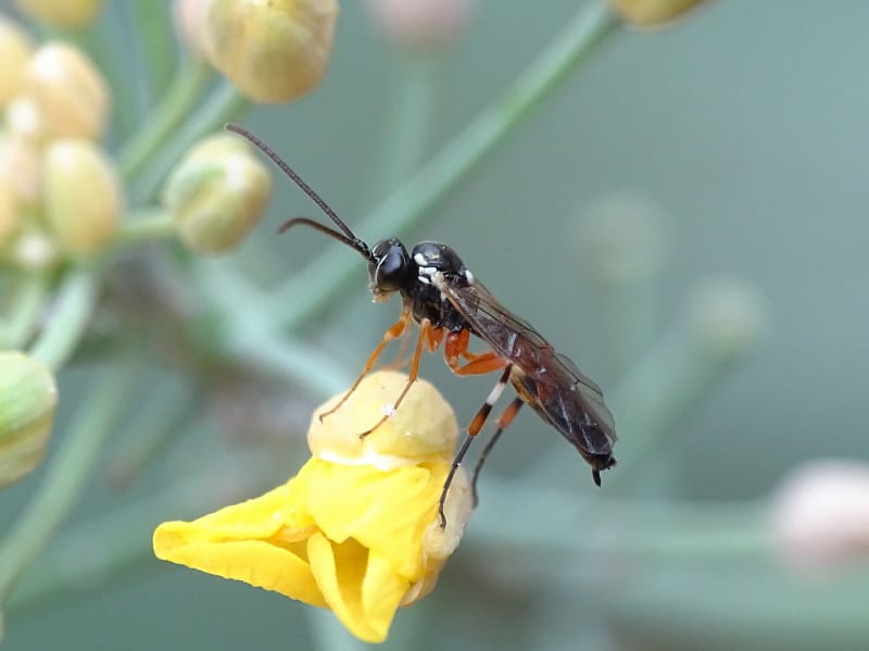 Diplazon laetatorius (Fabr.) (Hymenoptera: Ichneumonidae).